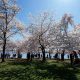 Cherry-blossom-season-in-DC
